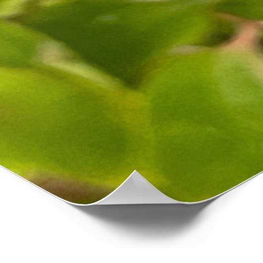 Poster Papillon monarque (Coin)