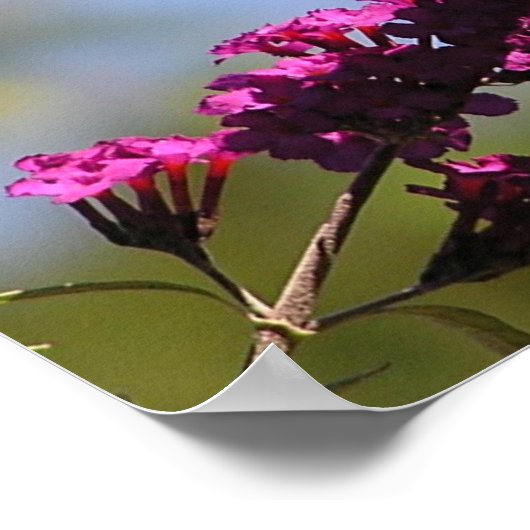 Poster Papillon monarque (Coin)