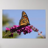 Poster Papillon monarque (Devant)