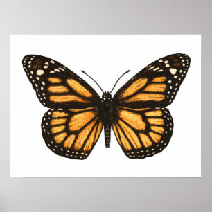 Poster Papillon monarque