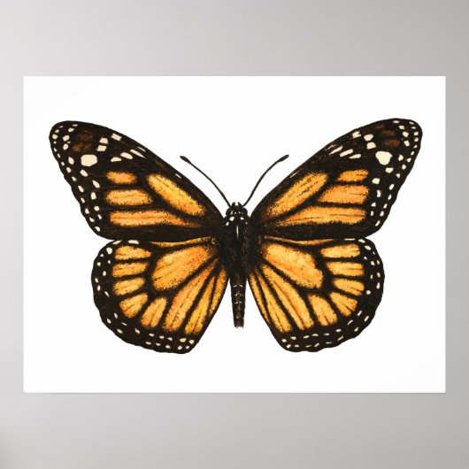 Poster Papillon monarque (Devant)