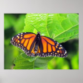 Poster Papillon monarque (Devant)