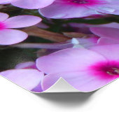 Poster Papillon monarque (Coin)