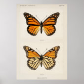 Poster Papillon monarque (Devant)