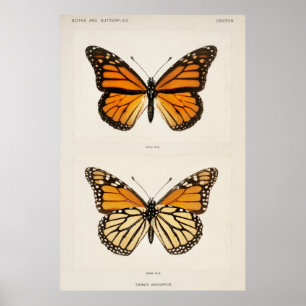 Poster Papillon monarque
