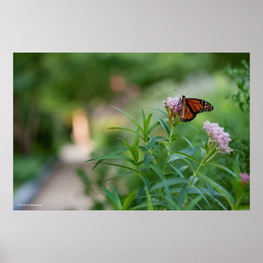 Poster Papillon monarque (Devant)