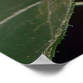 Poster Papillon monarque (Coin)