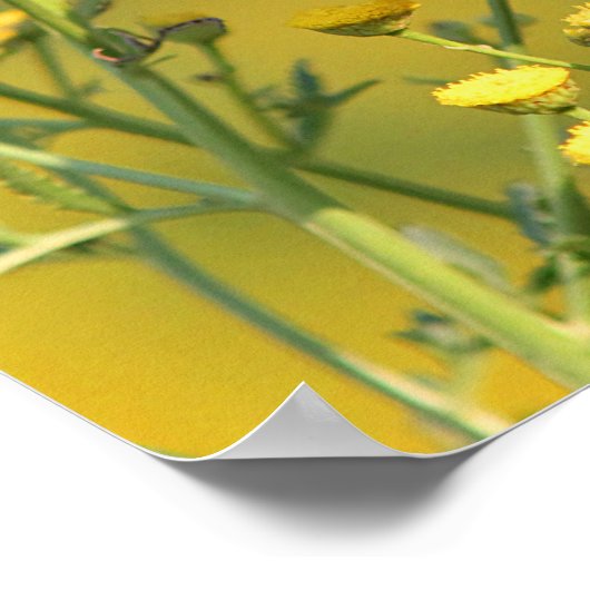 Poster Papillon monarque (Coin)