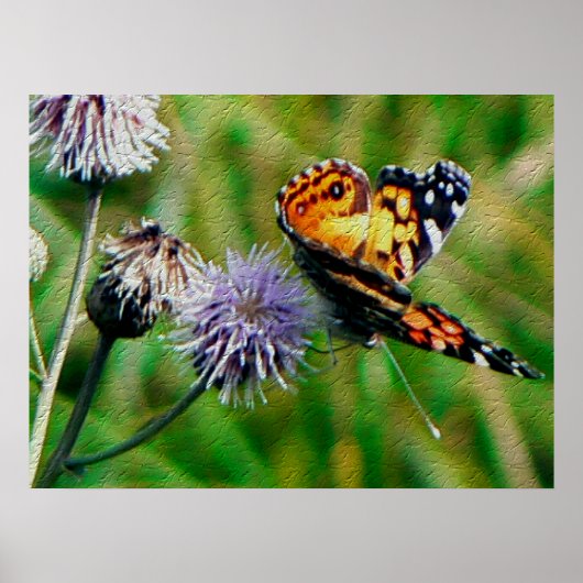 Poster Papillon monarque (Devant)