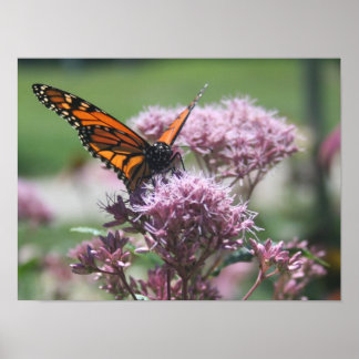 Poster Papillon Monarque_2