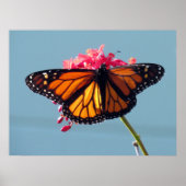 Poster Papillon monarque 6066 (Devant)