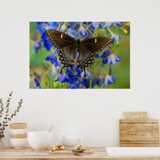 Poster Papillon monarque | Danaus Plexippus (Cuisine)