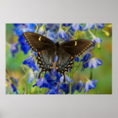 Poster Papillon monarque | Danaus Plexippus (Devant)