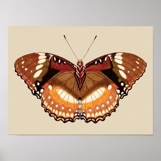 Poster Papillon Monarque en Brown, rouille et crème (Devant)