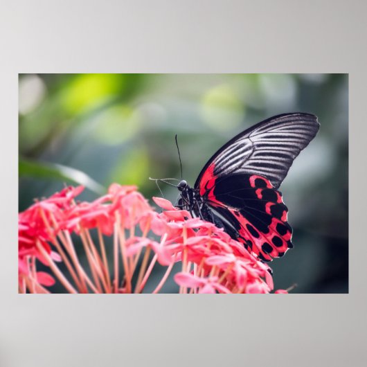 Poster Papillon monarque & Fleur (Devant)