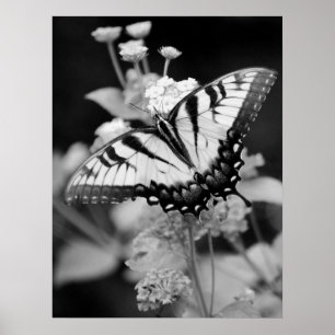 Poster Papillon Monarque noir et blanc