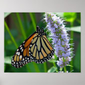 Poster Papillon monarque sur fleur (Devant)