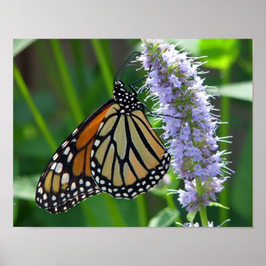 Poster Papillon monarque sur fleur (Devant)