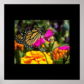 Poster Papillon Monarque sur Fleur Marigold Rose (Devant)