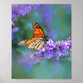 Poster Papillon Monarque sur Fleur violette lilas (Devant)
