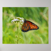 Poster Papillon Monarque sur l'aquarelle Fleur sauvage (Devant)