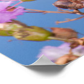 Poster Papillon monarque sur le myrte de colza (Coin)