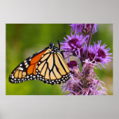 Poster Papillon monarque sur Liatris (Devant)
