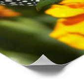 Poster Papillon monarque sur marigold-poster rose (Coin)