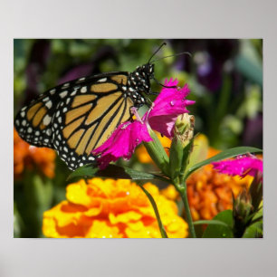 Poster Papillon monarque sur marigold-poster rose