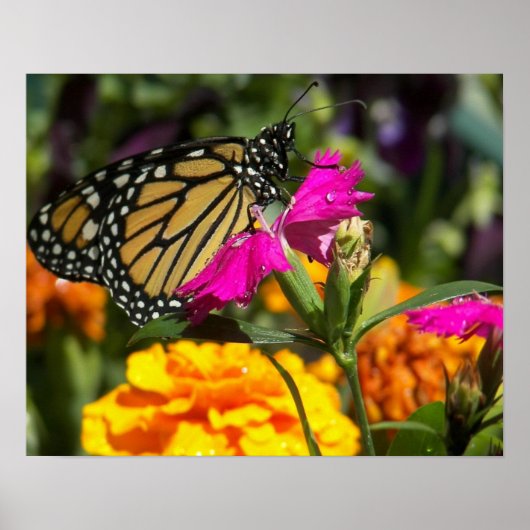 Poster Papillon monarque sur marigold-poster rose (Devant)