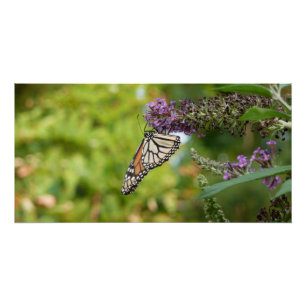 Poster Papillon Monarque sur papillon pourpre Bush