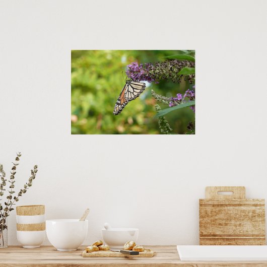Poster Papillon Monarque sur papillon pourpre Bush (Cuisine)
