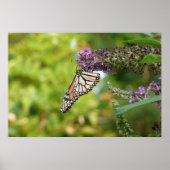 Poster Papillon Monarque sur papillon pourpre Bush (Devant)