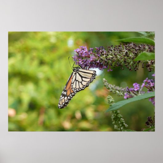 Poster Papillon Monarque sur papillon pourpre Bush (Devant)