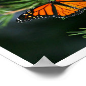 Poster Papillon monarque sur pin (Coin)