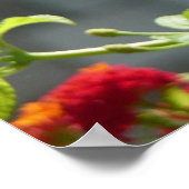 Poster Papillon Monarque sur un Buddleia Rouge (Coin)