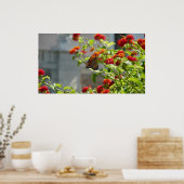 Poster Papillon Monarque sur un Buddleia Rouge (Cuisine)
