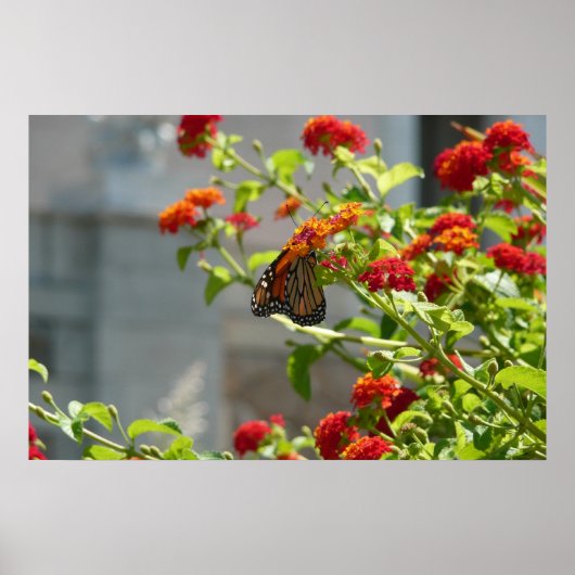 Poster Papillon Monarque sur un Buddleia Rouge (Devant)