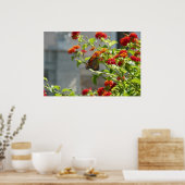 Poster Papillon Monarque sur un Buddleia Rouge (Cuisine)
