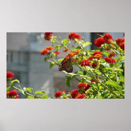 Poster Papillon Monarque sur un Buddleia Rouge (Devant)