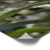 Poster Papillon monarque sur une fleur par la nature de l (Coin)