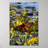 Poster Papillon monarque sur une fleur par la nature de l (Devant)