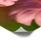 Poster Papillon Monarque sur une Gerbera| Danaus Plexippu (Coin)