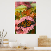 Poster Papillon Monarque sur une Gerbera| Danaus Plexippu (Cuisine)