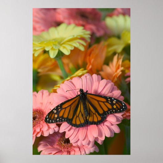 Poster Papillon Monarque sur une Gerbera| Danaus Plexippu (Devant)
