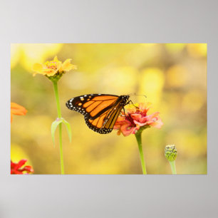 Poster Papillon Monarque sur Zinnia