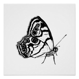 Poster Papillon monochrome
