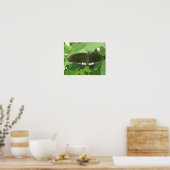 Poster Papillon Mormon Commun Imprimé (Cuisine)