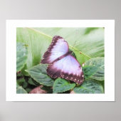 Poster Papillon morpho bleu (Devant)