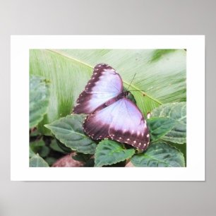 Poster Papillon morpho bleu